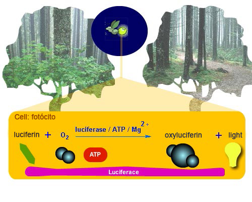 Bioluminescencia